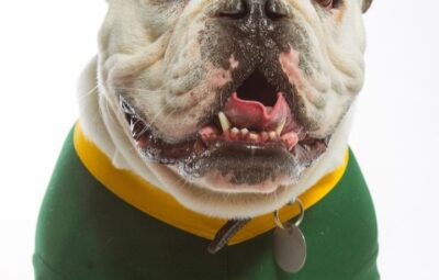 Jerry the Bulldog