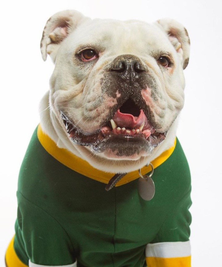 Jerry the Bulldog