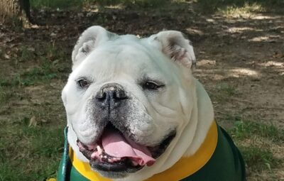 Jerry the Bulldog