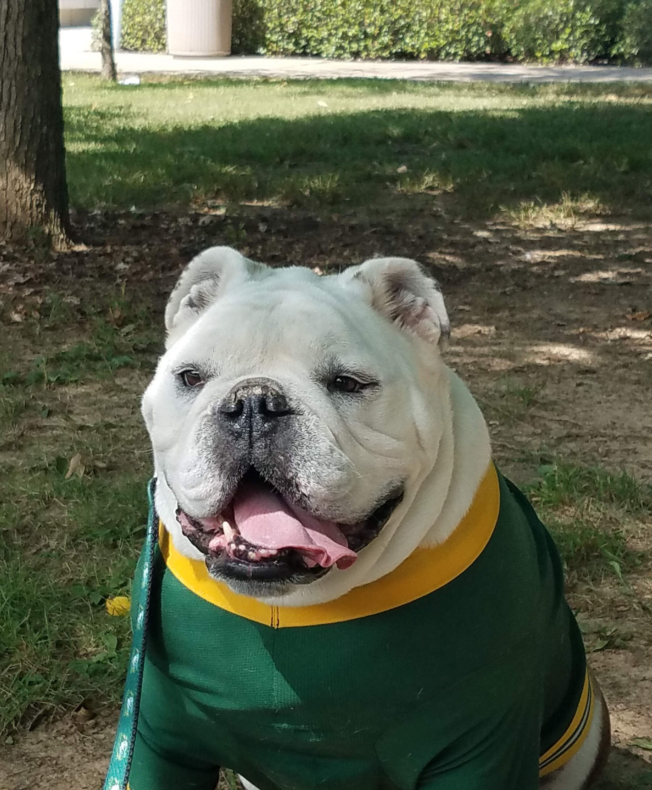 Jerry the Bulldog