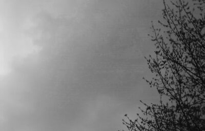 Tree in the Clouds