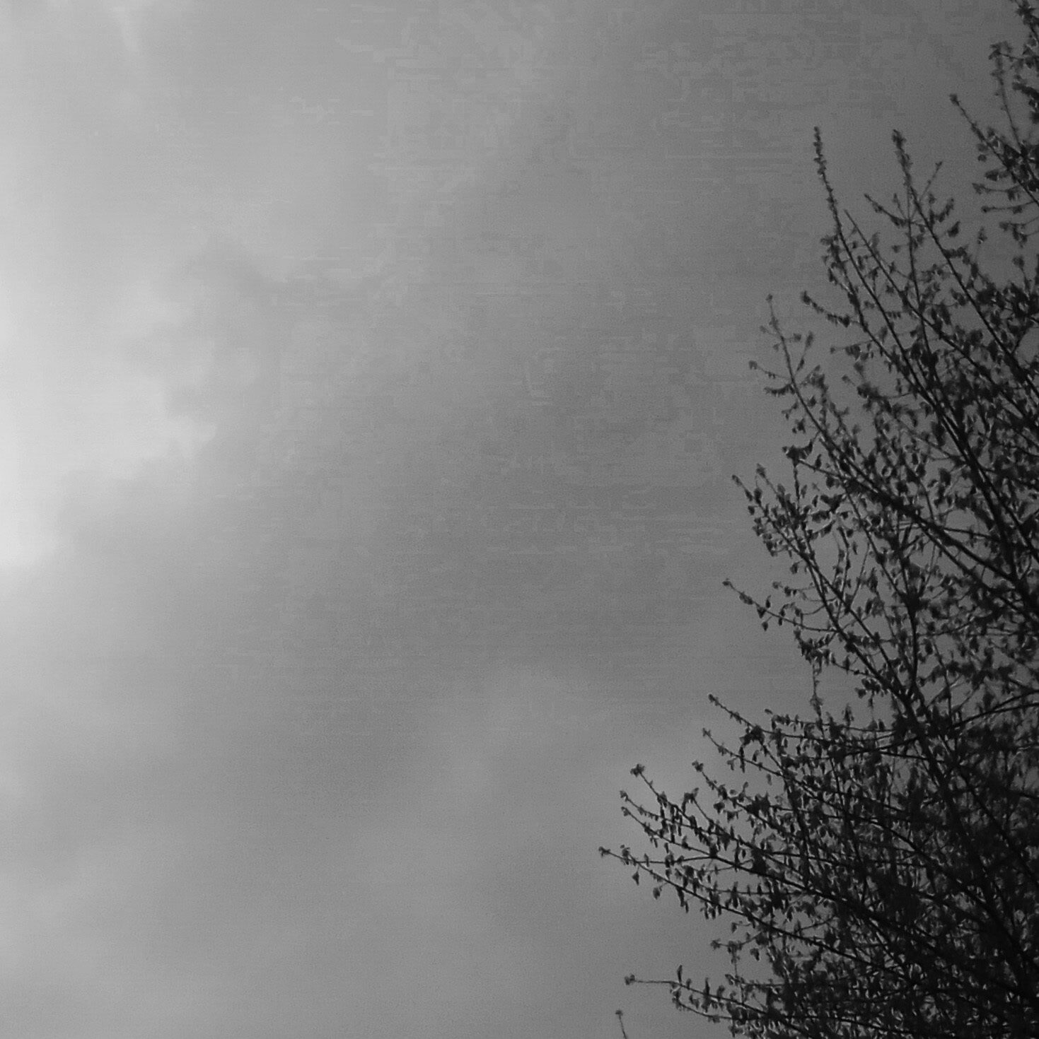 Tree in the Clouds