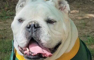 Jerry the Bulldog