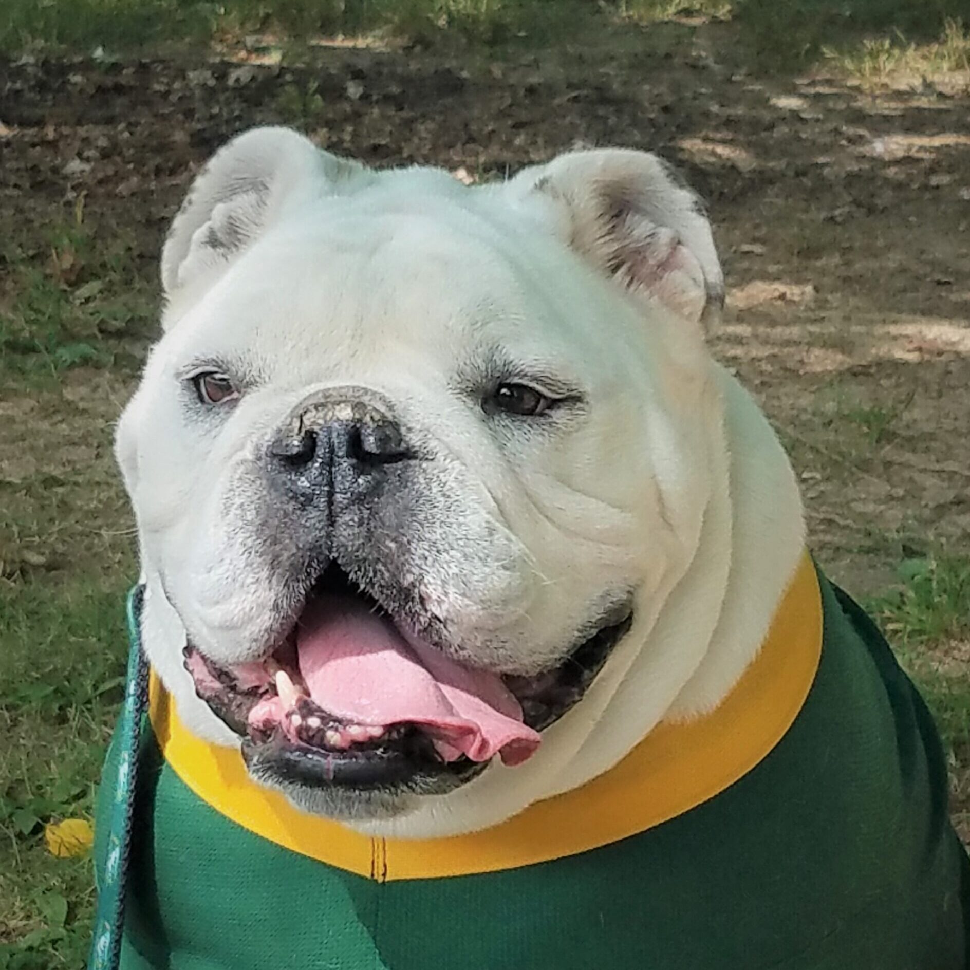 Jerry the Bulldog
