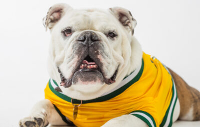 Jerry the Bulldog