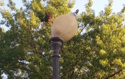 Broken Light on Campus