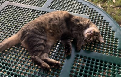 Jonesy the Cat posed on a table on the Tech campus.