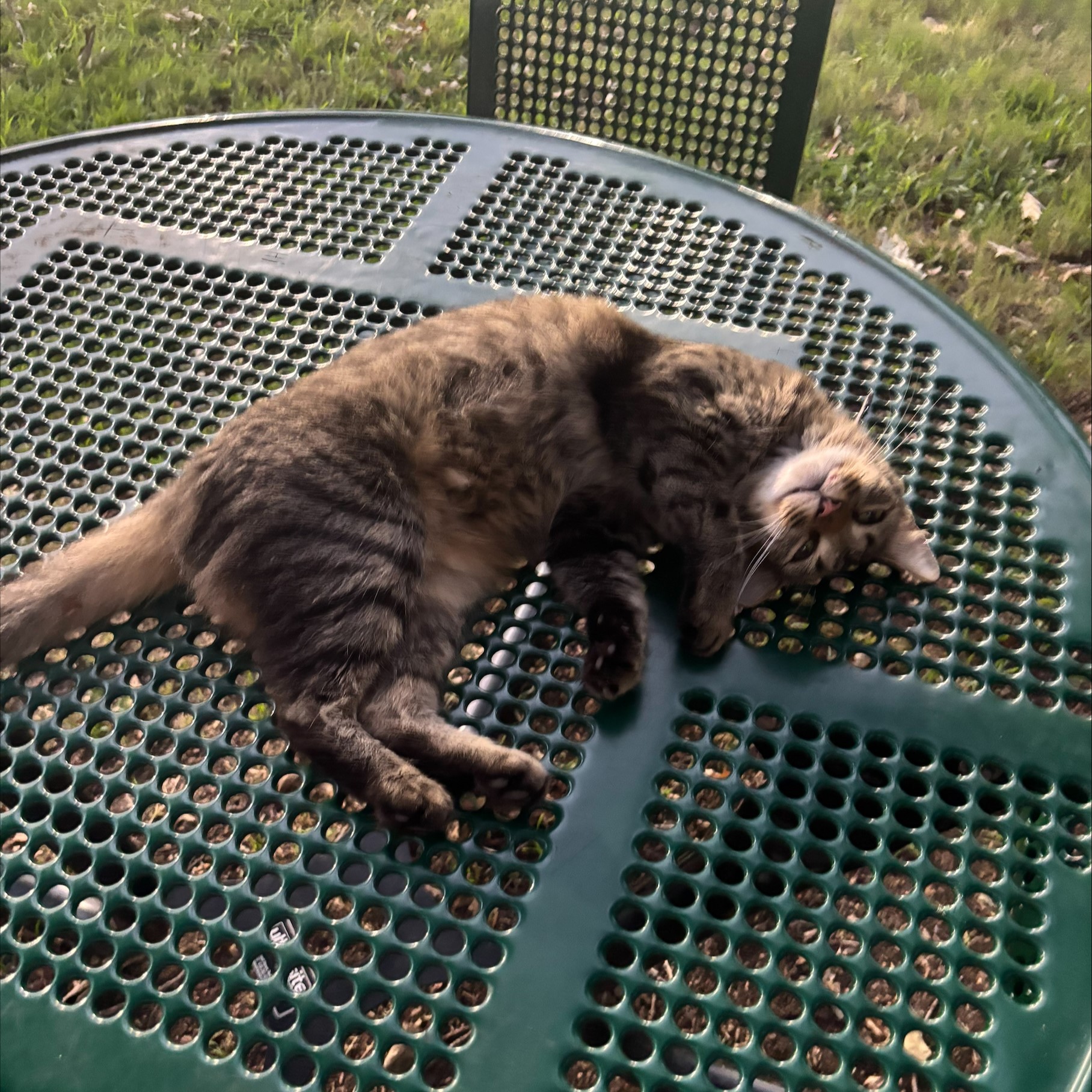Jonesy the Cat posed on a table on the Tech campus.
